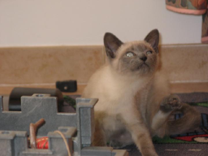 2007-03 Saphir 002.jpg